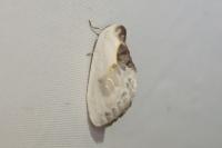 Cilix glaucata