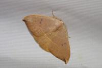 Watsonalla uncinula