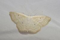 Scopula immutata