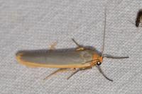 Manulea complana