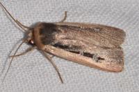 Ochropleura leucogaster