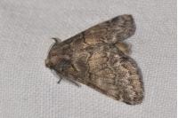 Gluphisia crenata