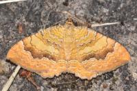 Camptogramma bilineata