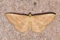 Idaea ochrata