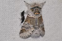 Furcula furcula