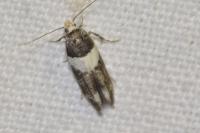 Recurvaria leucatella
