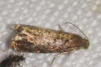 Grapholita janthinana