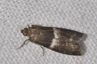 Elegia similella