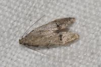 Teleiodes vulgella