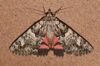 Catocala promissa