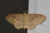 Idaea rubraria
