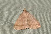 Zanclognatha lunalis
