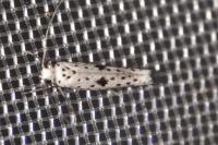 Yponomeuta plumbella