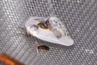 Cilix glaucata