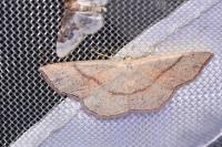 Cyclophora punctaria