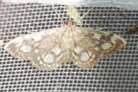 Anania coronata