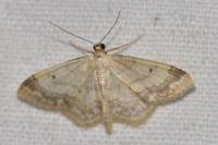 Idaea biselata