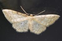 Idaea fuscovenosa