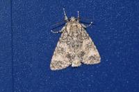Acronicta megacephala