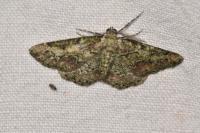 Cleorodes lichenaria
