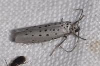 Yponomeuta sedella