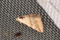 Eublemma parva