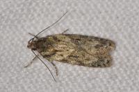 Gelechia muscosella