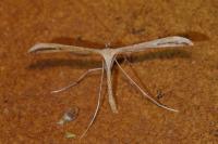 Emmelina argoteles/monodactyla