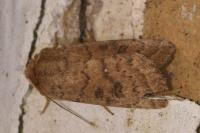 Hoplodrina octogenaria