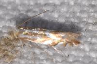 Phyllonorycter distentella