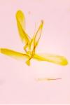 Phyllonorycter distentella
