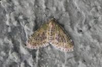 Acasis viretata