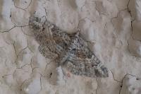 Gymnoscelis rufifasciata