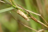 Agriphila geniculea