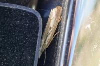 Agriphila geniculea