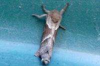 Triodia sylvina
