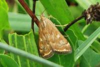 Loxostege sticticalis