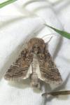 Luperina dumerilii