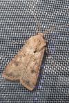 Agrotis segetum