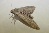 Agrius convolvuli