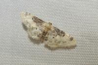Idaea filicata