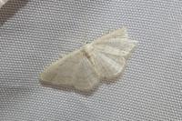 Idaea subsericeata