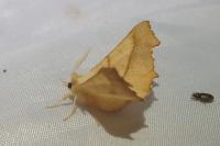 Ennomos fuscantaria
