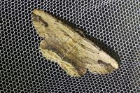 Menophra abruptaria