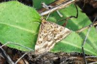 Pyrausta despicata