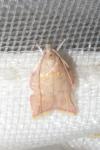 Carcina quercana