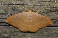Watsonalla binaria