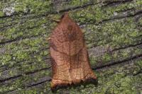 Archips podana