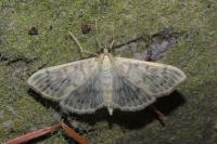 Patania ruralis