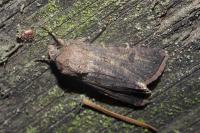 Agrotis segetum